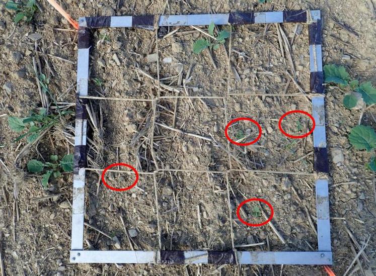 Colza à Nuillé-sur-Vicoin le 16/09. Semis du 20/08. Les pieds les plus avancés étaient à 4 feuilles, mais ils étaient peu nombreux. Avec ceux à 2 feuilles (cercles rouges), la densité est d’environ 20 pl/m2 et ne devrait pas poser de problème. Le cadre fait 0,25 m2.