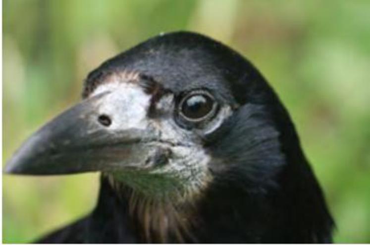 Le corbeau freux a la base du bec blanche et pousse un cri nasillard.