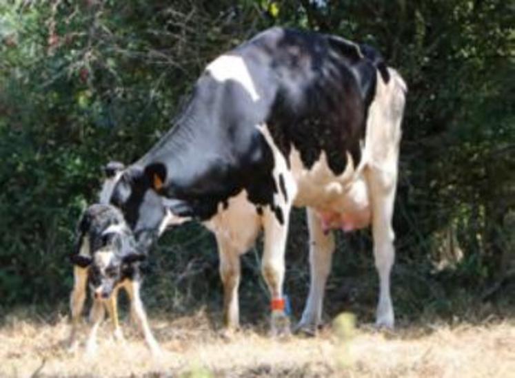 Quatre éleveurs de ont désormais le choix de l'Os.