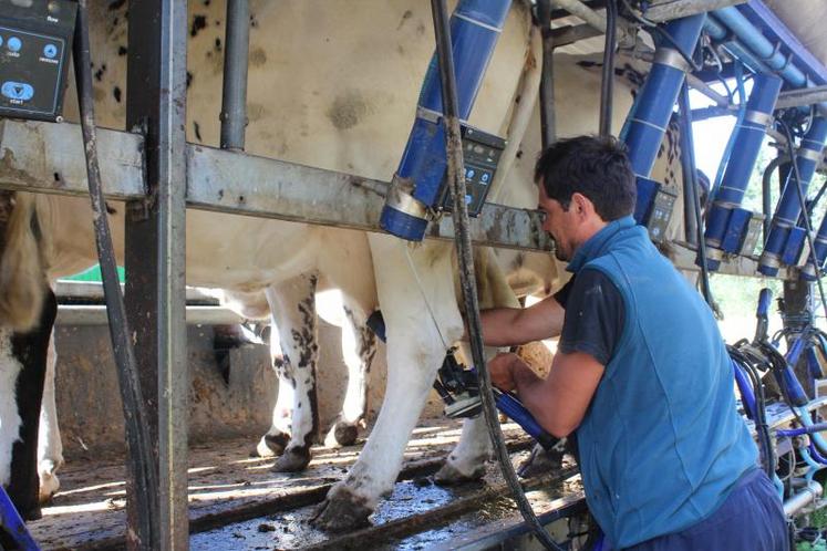Matthieu Virfolet, éleveur laitier à Mayenne, a organisé une transhumance urbaine pour changer ses vaches de parcelles.