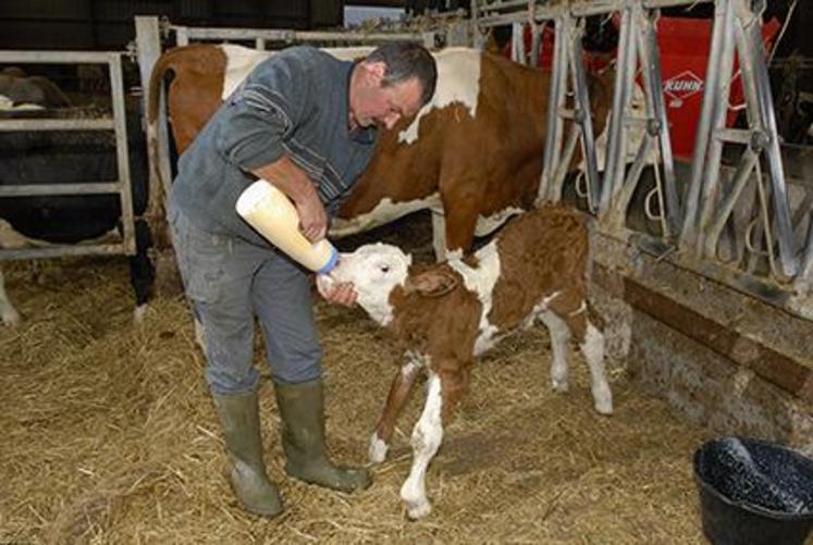 Prise de colostrum pour un veau venant de naître.