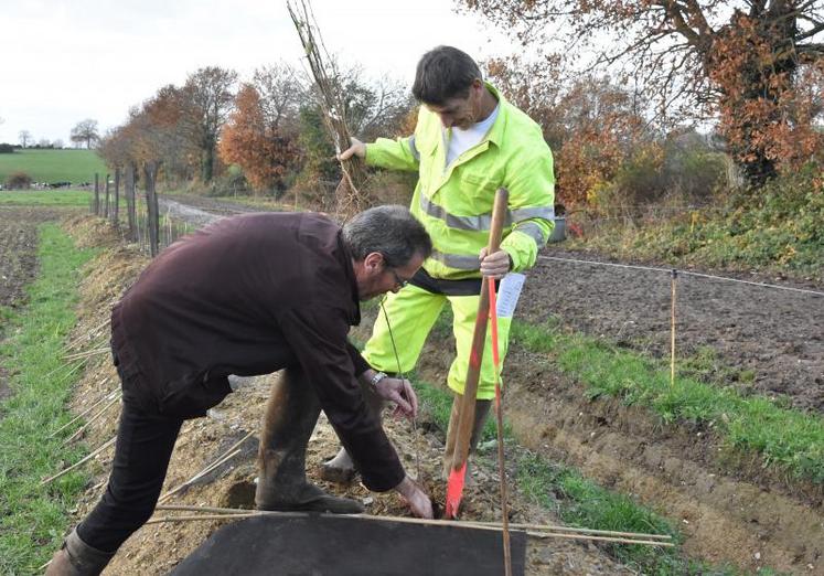 Le président de la Chambre d’Agriculture, Stéphane Guiouillier, participe à la plantation de la haie du Gaec des Loges.