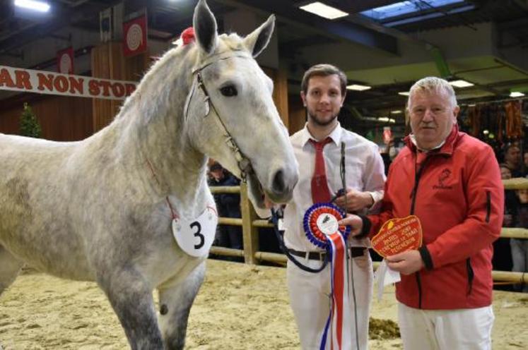 Grive des Marais se classe deuxième au classement des pouliches de race percheronne.