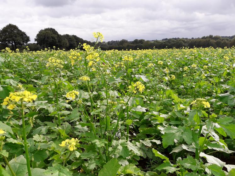 Un couvert composé de moutarde blanche, radis chinois, vesce commune, tournesol et phacélie, à Ballots en 2020.