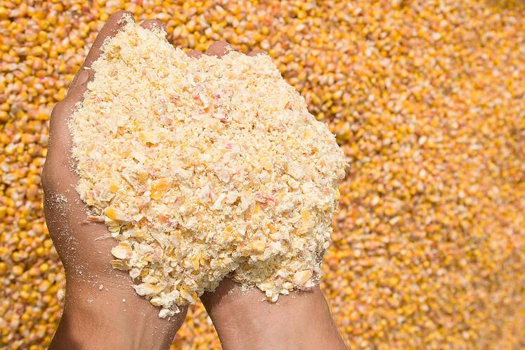 Maïs grain humide Quelle valeur nutritive pour les bovins ? - Alliance  Elevage
