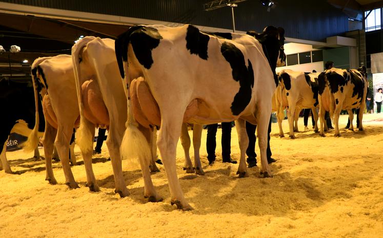 Lors du départemental Prim'Holstein de 2019.