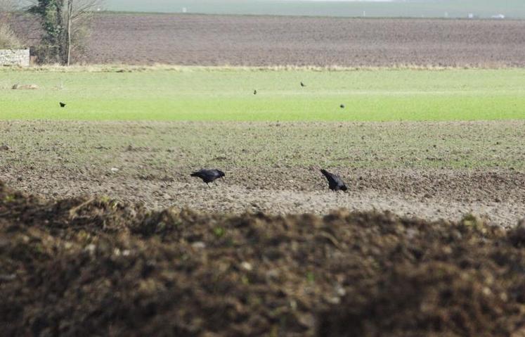 Corvidés dans les semis