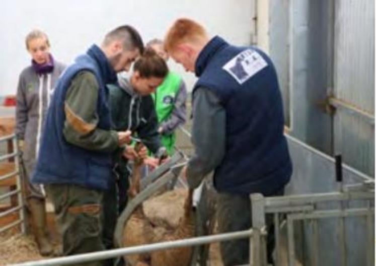 Parmi les quatre ateliers proposés, le parage. L’Agricampus de Laval est équipé d’une cage qui permet de parer des ovins de taille et de poids différents.