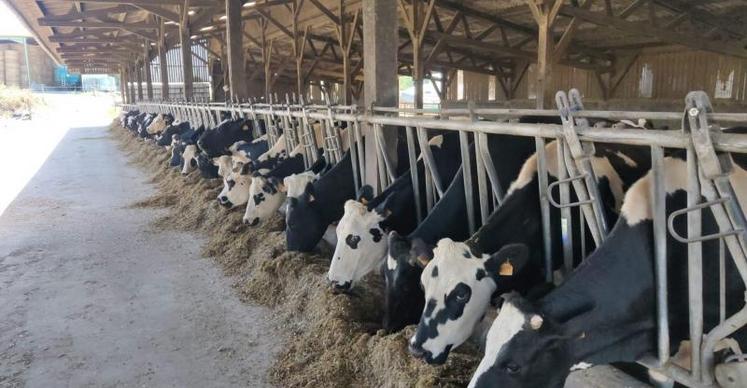 Comme ici à Saint-Cyr-en-Pail, au Gaec Désillière, les laitières sont à l’auge et à la ration sèche, faute de pâturages.