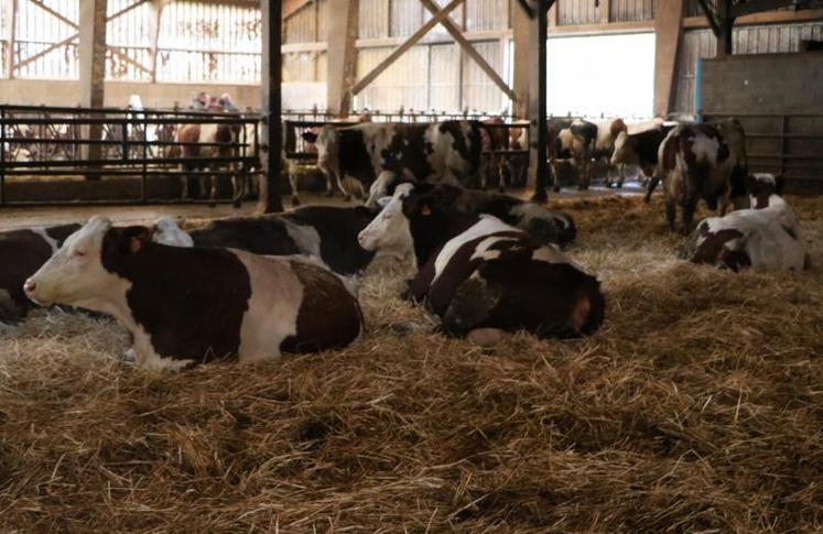 Des vaches qui trient moins et qui ne se jettent plus sur la ration : c’est un des atouts observés après quelques mois de mise en place de Compact feeding ay Gaec Hard de Saint-Pierre-des-Landes.