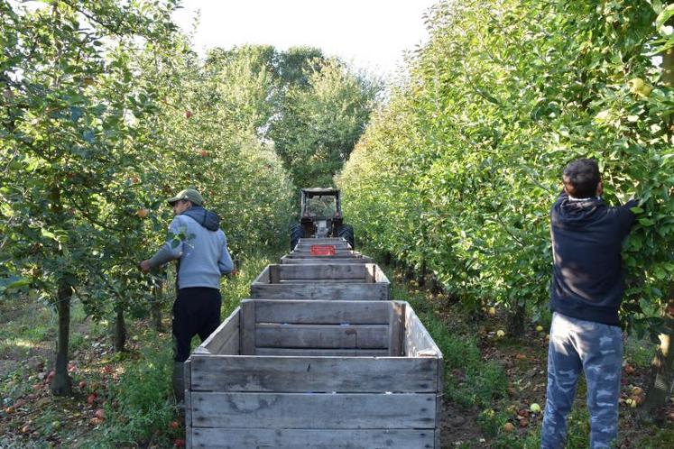 Les saisonniers s’activent pour ramasser les pommes dans le verger du Pressoir à Saint-Fort.