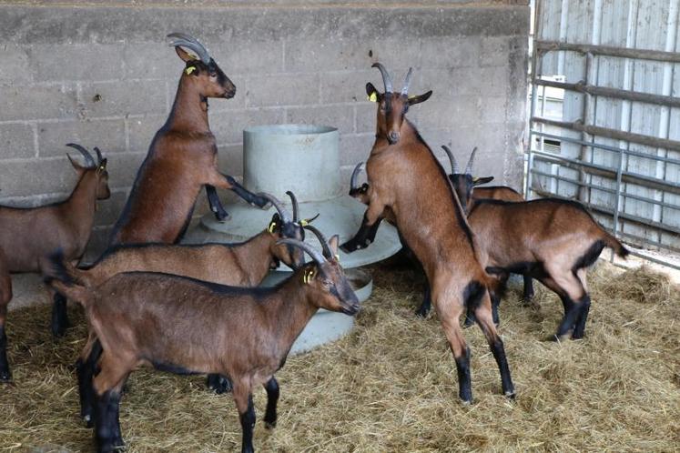 Les 39 chevreaux élevés au lycée agricole de Laval, dans le cadre de l’opération Goatober, ont été abattus lundi et mercredi dernier à Craon. Ils seront sur des tables mayennaises du 12 au 17 octobre.