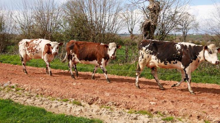 À la tête d’un troupeau de 170 laitières de race Normande, le Gaec du Tertre de Villeray, à Javron-les-Chapelles, s’est lancé dans le pâturage tournant dynamique l’an dernier. Il est suivi à la Chambre d’agriculture par Stéphanie Guibert.