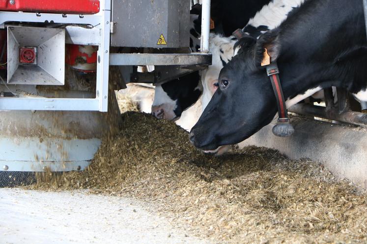 Coût alimentaire des vaches : l'optimiser grâce au maïs fourrage