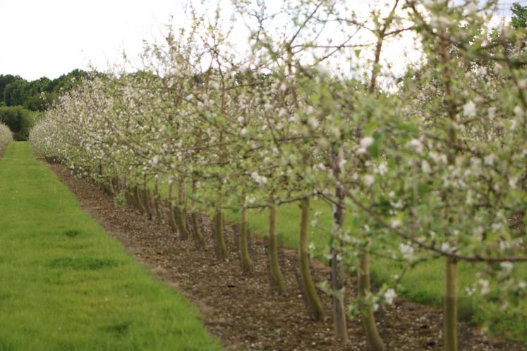 Vergers en fleurs en Mayenne. Photo d'illustration.