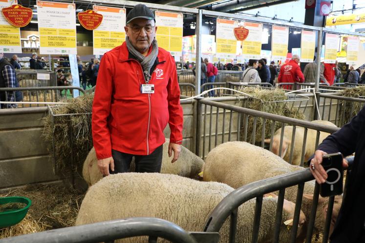 Alain Bréhin avec ses moutons Rouge de l'Ouest.