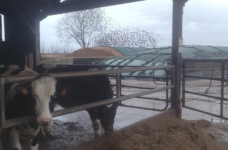 Quand ils ne viennent pas manger directement à l’auge, les étourneaux sansonnets s’abattent sur les silos de maïs (en arrière-plan).