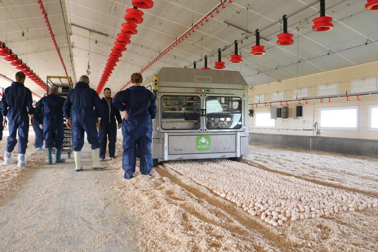 La machine Nestborn dépose délicatement 400 œufs d'un coup sur le nid de copeaux préparé par l'éleveur. 