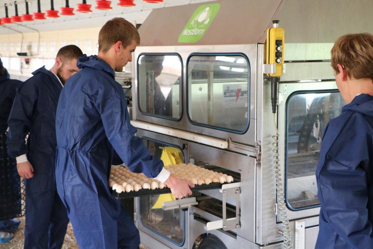 Les palettes d'oeufs sont déposées à la main dans la machine Nestborn.