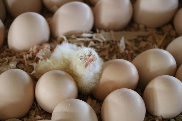 Certains poussins ont éclos avant même que l'œuf ne soit débarqué de la palette.