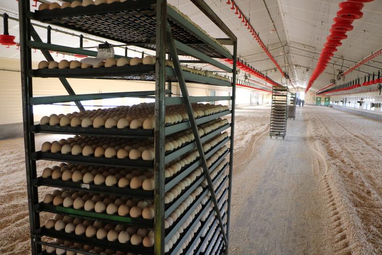 Les œufs viennent de descendre du camion. Ils sont disposés par palettes de 200 unités.