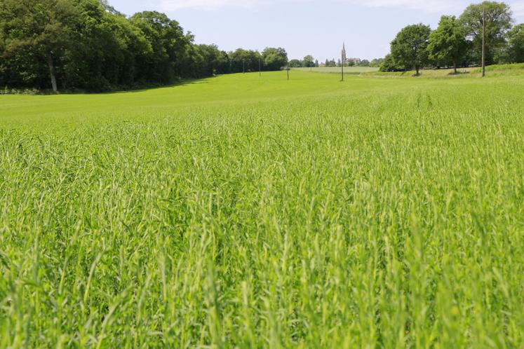 Une parcelle de lin " fibre-semence " en Mayenne. "Le lin est une culture de printemps qui casse vraiment la rotation. C'était ma première motivation", commente Pierre Pottier, agriculteur à Vaiges.