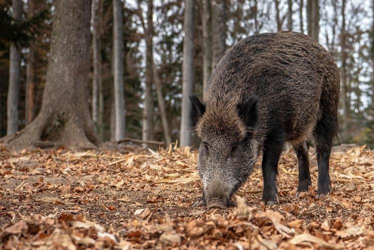 Chambres d'agriculture France, la Fédération nationale des chasseurs et la FNSEA ont élaboré un guide utile à la bonne déclaration des dégâts de grand gibier sur les cultures et récoltes.