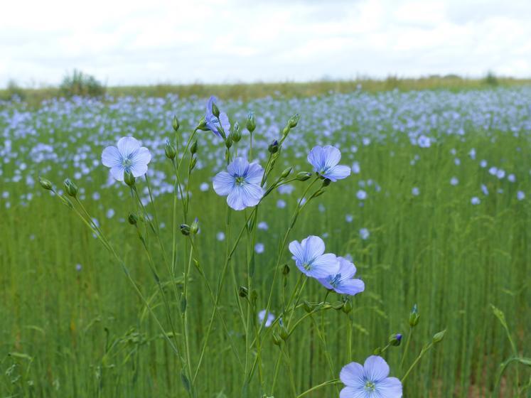 Un champ de lin en pleine floraison.