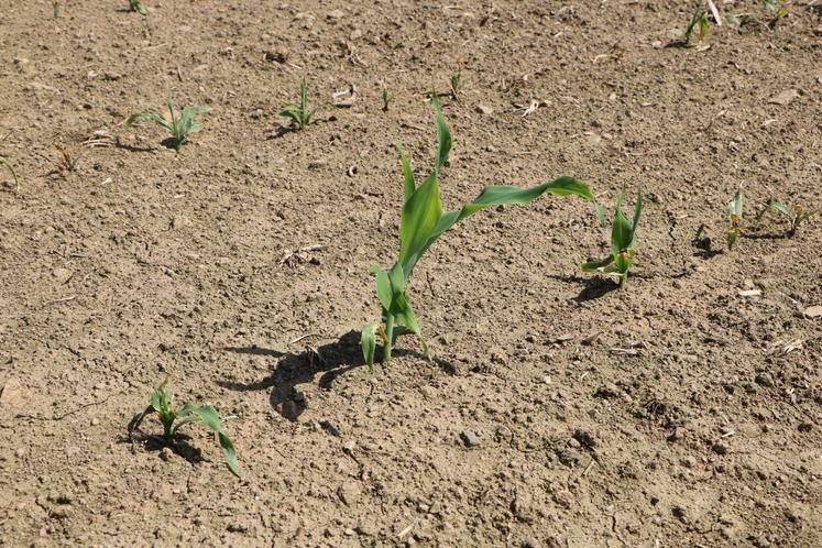 Un pied viable, entouré de pieds attaqués par la mouche du semis.