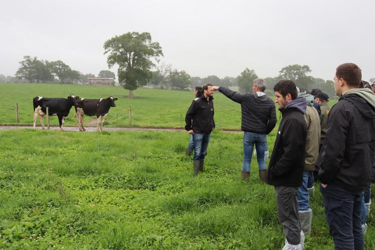Dans les parcelles de Jérôme Cottereau à Saint-Germain-d'Anxure, les vaches pâturent presque tout au long de l'année. Une volonté de l'éleveur.