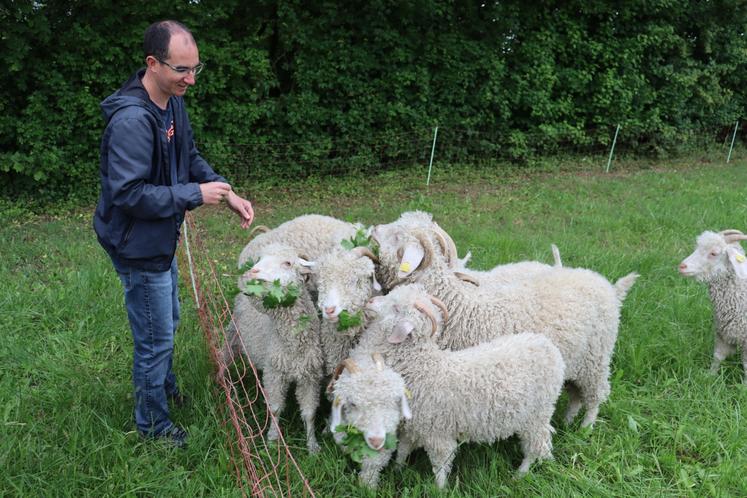 Étienne Restif donnant quelques friandises à ses chèvres Angora. Au total, Étienne et sa compagne Maude Laurent, comptent quinze chèvres et boucs Angora, dont un bouc reproducteur. 
