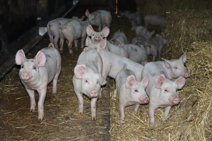Le très fort bruit provoqué par le passage en rase-mottes d'hélicoptères de l'armée à Saint-Germain-de-Coulamer a provoqué le décès de cinq porcs (photo d'illustration).