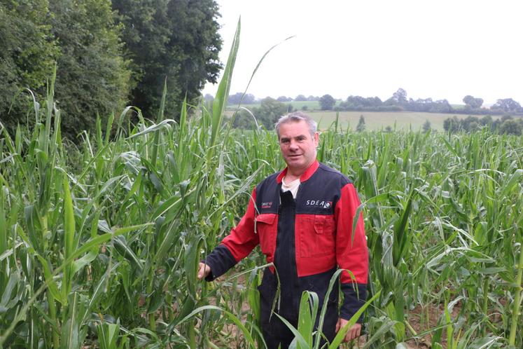 Chez Mickaël Durand, 25 hectares de maïs ont été touchés par la grêle après avoir été couchés par le vent, deux jours plus tôt. La fleur n'est heureusement pas sortie, mais les feuilles ont été déchiquetées.