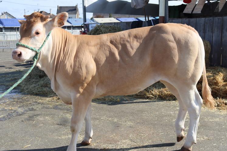 Anastasia, vache de Jean-Paul Galodé (Montaudin), a été l'animal vendu le plus cher lors de la vente de reproducteurs (5 900 euros).