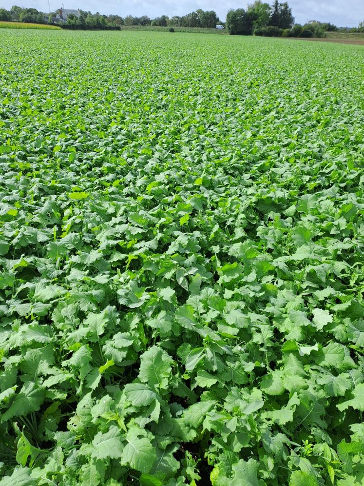 En pâturage d'automne, le colza fourrager (ou le mélange RGI/colza) offre une ressource rapide et économique.