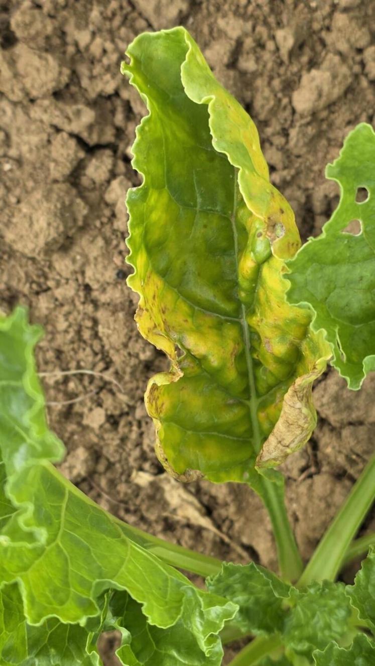 En avril, les pucerons viennent se poser sur les feuilles de betteraves pour se nourrir. Les symptômes de jaunisse apparaissent alors.