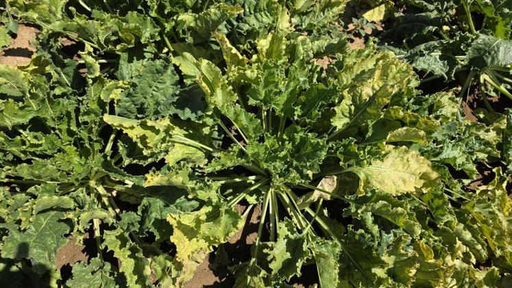 Les parcelles de Melchior de Pange et du couple Courty subissent la même problématique, le virus de la jaunisse de la betterave. "Avec les néonicotinoïdes, les puceront sont tués, alors qu'avec les produits actuels, ils sont seulement repoussés", regrette Melchior de Pange.