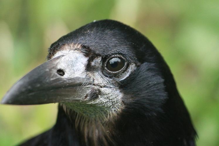 Après près de deux mois de vide juridique, le corbeau freux figure finalement parmi les Esod en Mayenne.