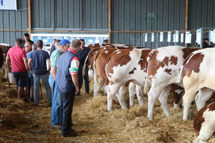 Vendredi 4 septembre, 310 bovins étaient en lice pour le classement des animaux de viande.