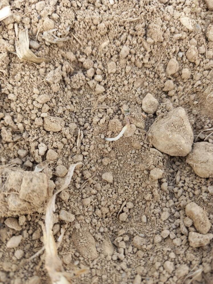 Photo prise après une attaque de punaises sur ses jeunes colzas.