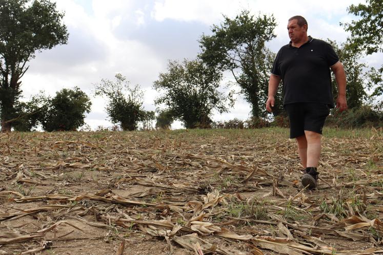 Lionel Lelièvre, éleveur laitier à Bonchamp-lès-Laval, dans une parcelle attaquée par les sangliers avant les ensilages. En haut à droite, il nous montre la différence entre une poupine saine et sauve (au milieu) et deux poupines grignotées par les sangliers. "C'est dangereux, puisque les sangliers se rapprochent des habitations et points d'eau. C'est la sécheresse pour eux aussi".
