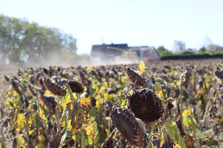 Pour sa campagne 2026 de battages de tournesol, Philippe Lainé a semé autour du 10 avril avec "70 000 pieds à l'hectare et 45 cm d'écartement".