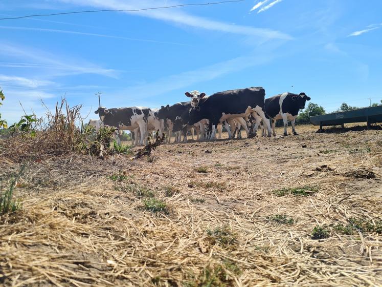 Afin d'aider les agriculteurs à faire face à la sécheresse et aux difficultés de trésorerie, plusieurs dispositifs existent déjà et ont été rappelés par la préfecture le 20 août dernier.