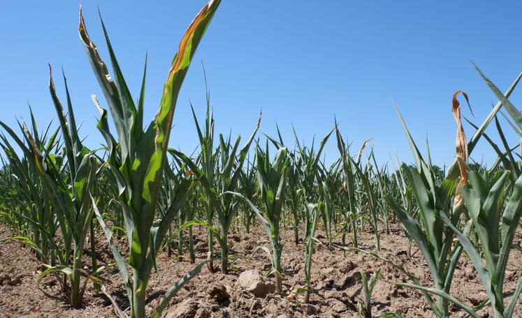 Lors de la cellule "sécheresse" tenue lundi en préfecture, la Préfète de Mayenne a annoncé l'ouverture du guichet, avec des demandes d'aide pouvant être effectuées jusqu'au 4 octobre inclus.