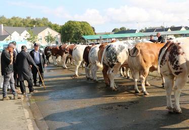 Les éleveurs et leurs plus belles bêtes à viande arrivent de jeudi au foirail d’Évron.