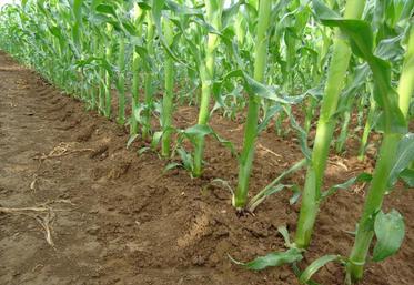 Dans la gamme 80 – 120 000 plantes/ha à la récolte, pour les variétés précoces, le rendement du maïs augmente en moyenne de 0,36 t MS/ha pour 10 000 plantes/ha supplémentaires (source essais Arvalis).