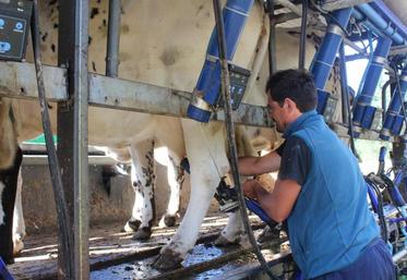 Matthieu Virfolet, éleveur laitier à Mayenne, a organisé une transhumance urbaine pour changer ses vaches de parcelles.