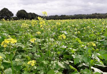 Un couvert composé de moutarde blanche, radis chinois, vesce commune, tournesol et phacélie, à Ballots en 2020.