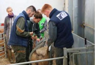 Parmi les quatre ateliers proposés, le parage. L’Agricampus de Laval est équipé d’une cage qui permet de parer des ovins de taille et de poids différents.