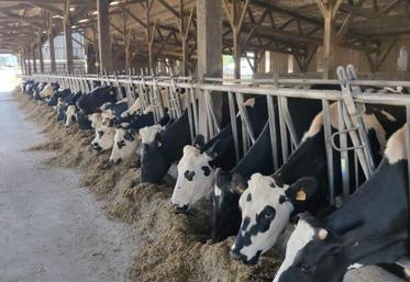 Comme ici à Saint-Cyr-en-Pail, au Gaec Désillière, les laitières sont à l’auge et à la ration sèche, faute de pâturages.